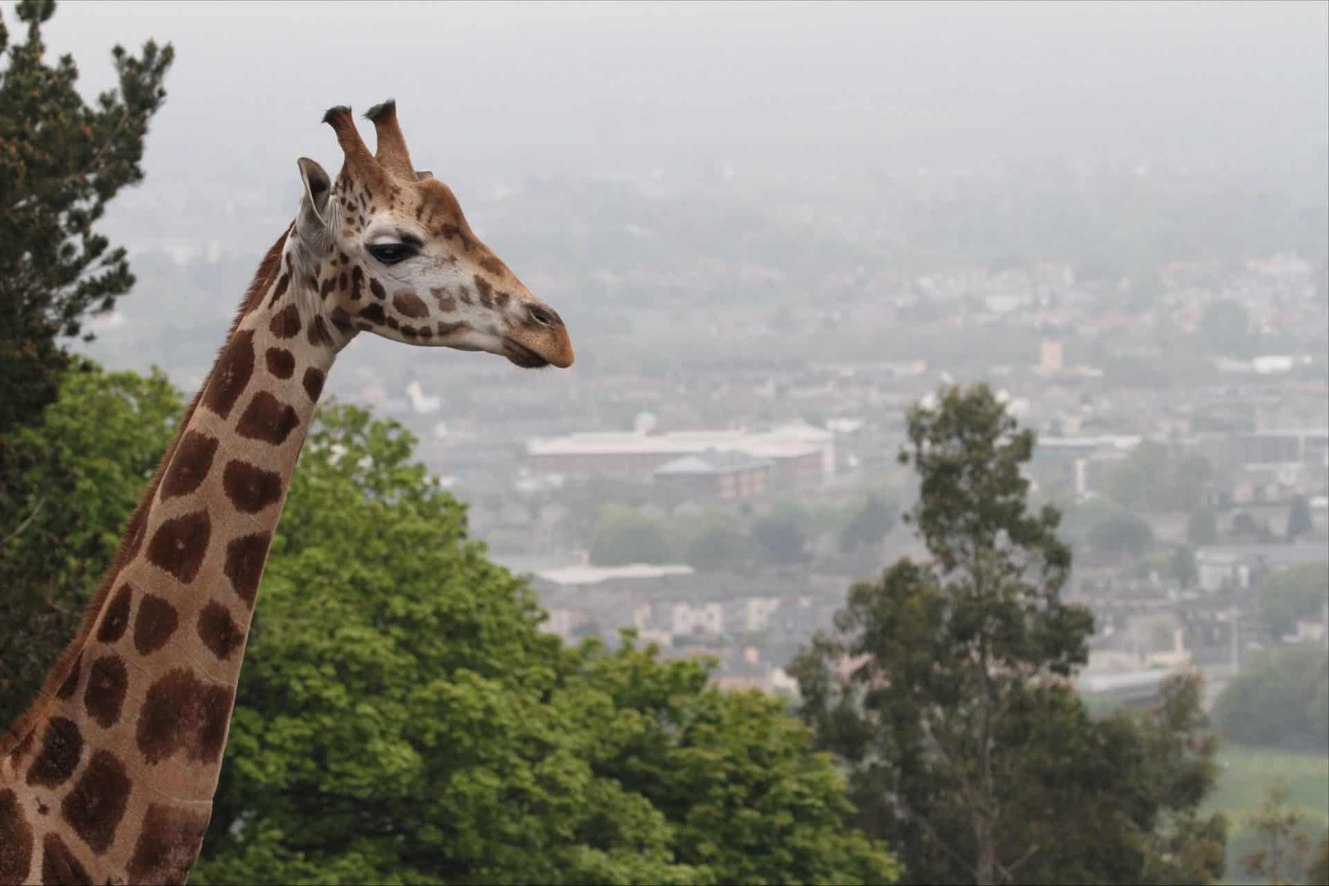 Scottish Archery team adopts giraffe as mascot ahead of Commonwealth Archery Championships Europe